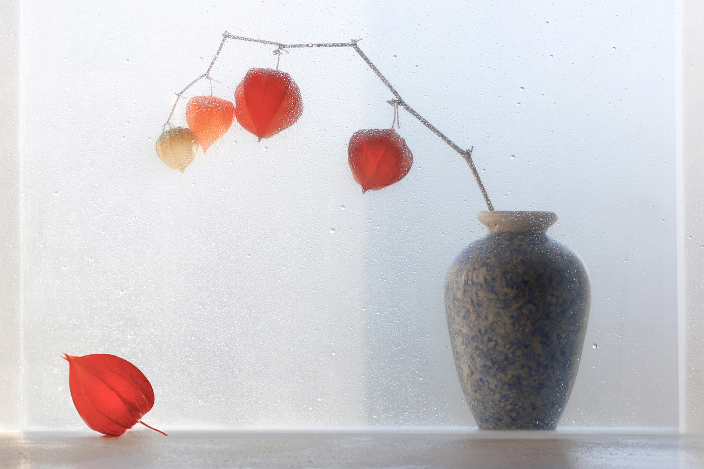 Ноябрьский этюд с физалисом