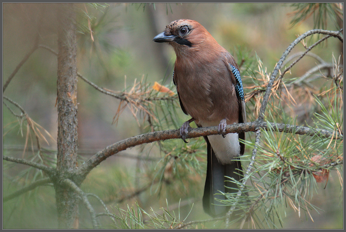 Красотка из чащобы