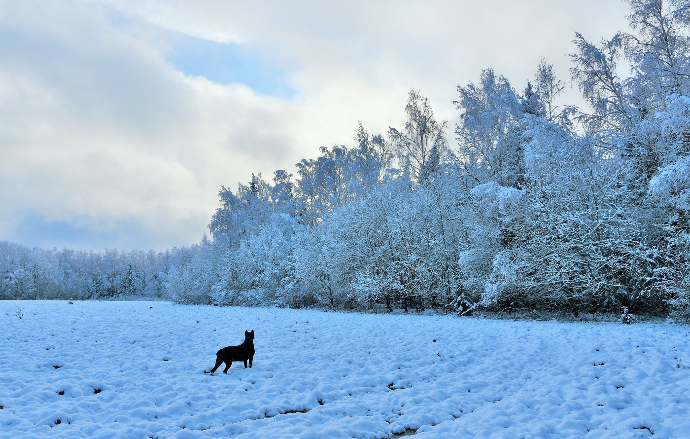 "Зима пришла, хоть осень на дворе ..."