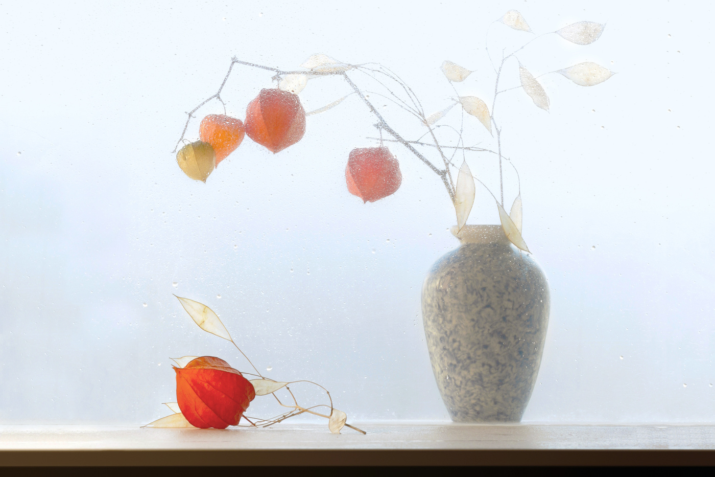 Ноябрьский этюд с физалисом 2