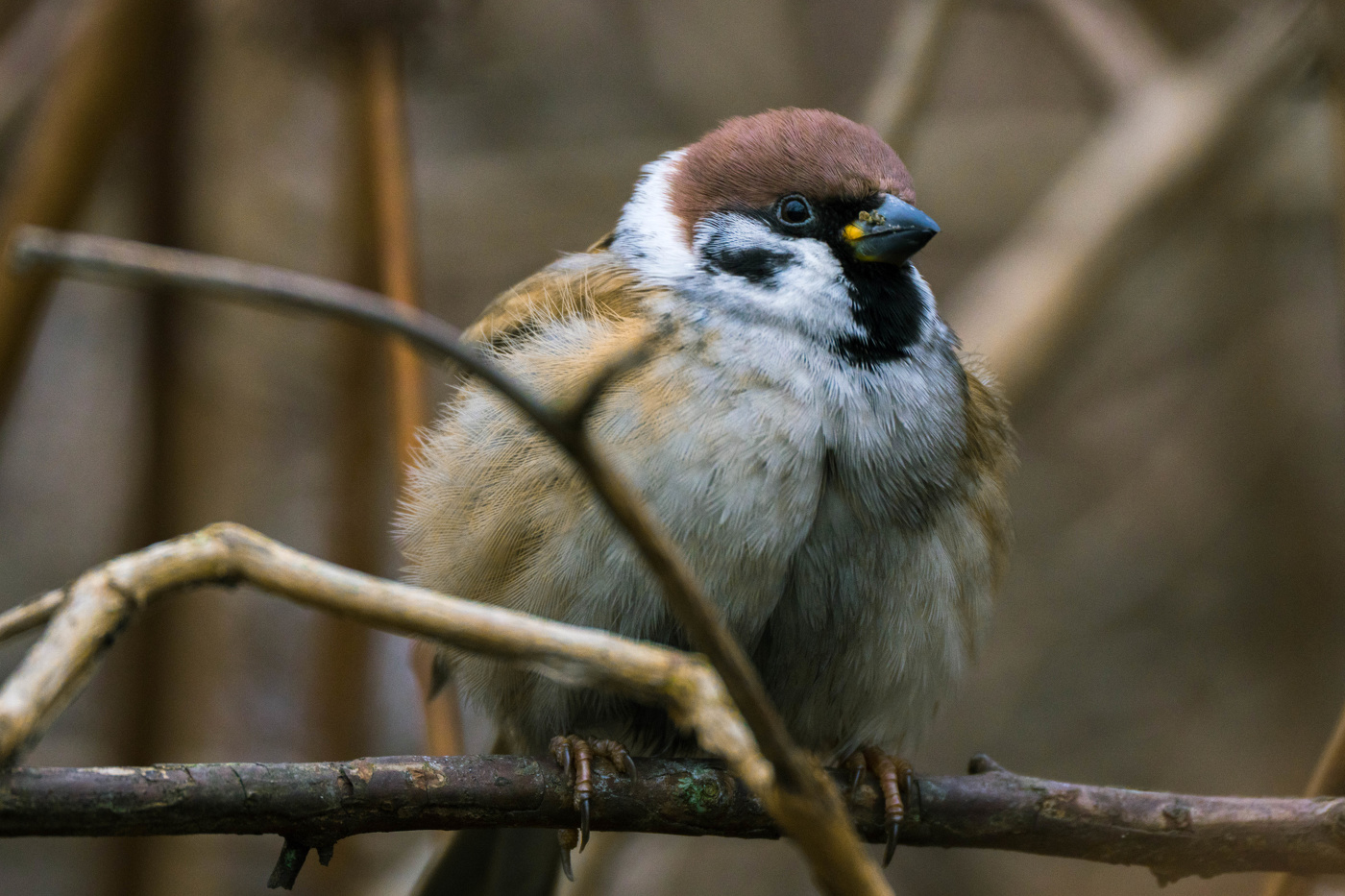 Полевой воробей