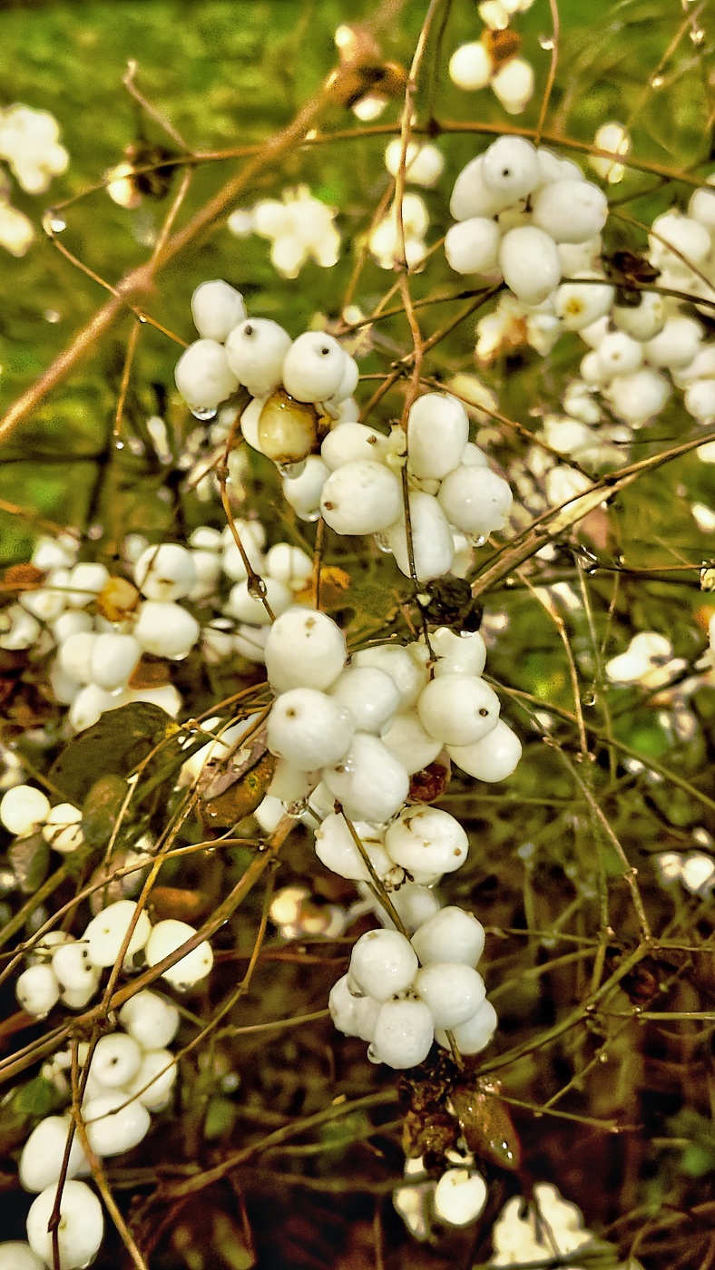 Снежноягодник белый