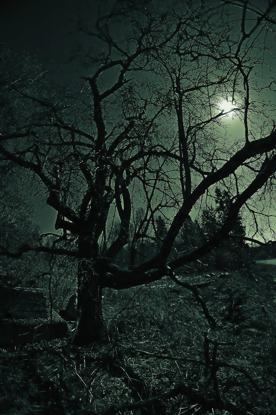 лунная ночь