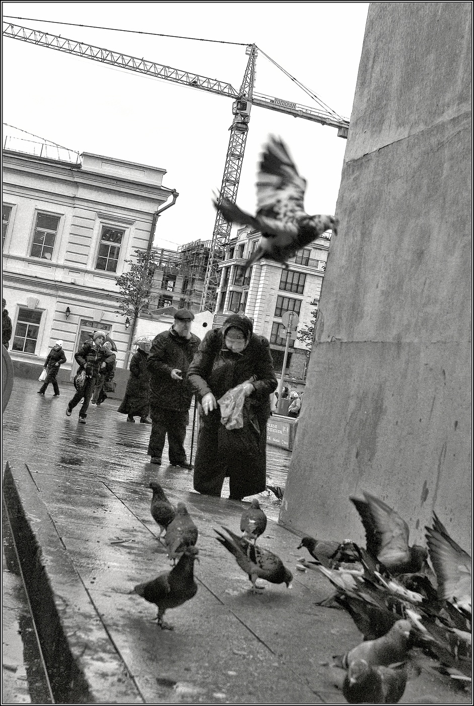 .... Птицы ....