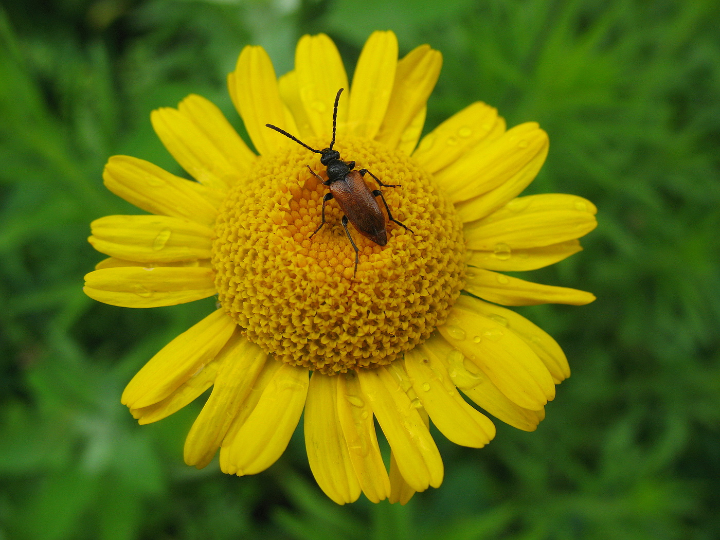 Жучок-усатик
