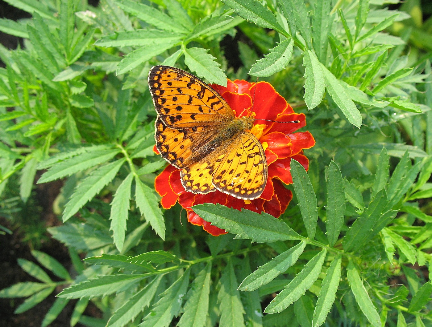 Флора и фауна