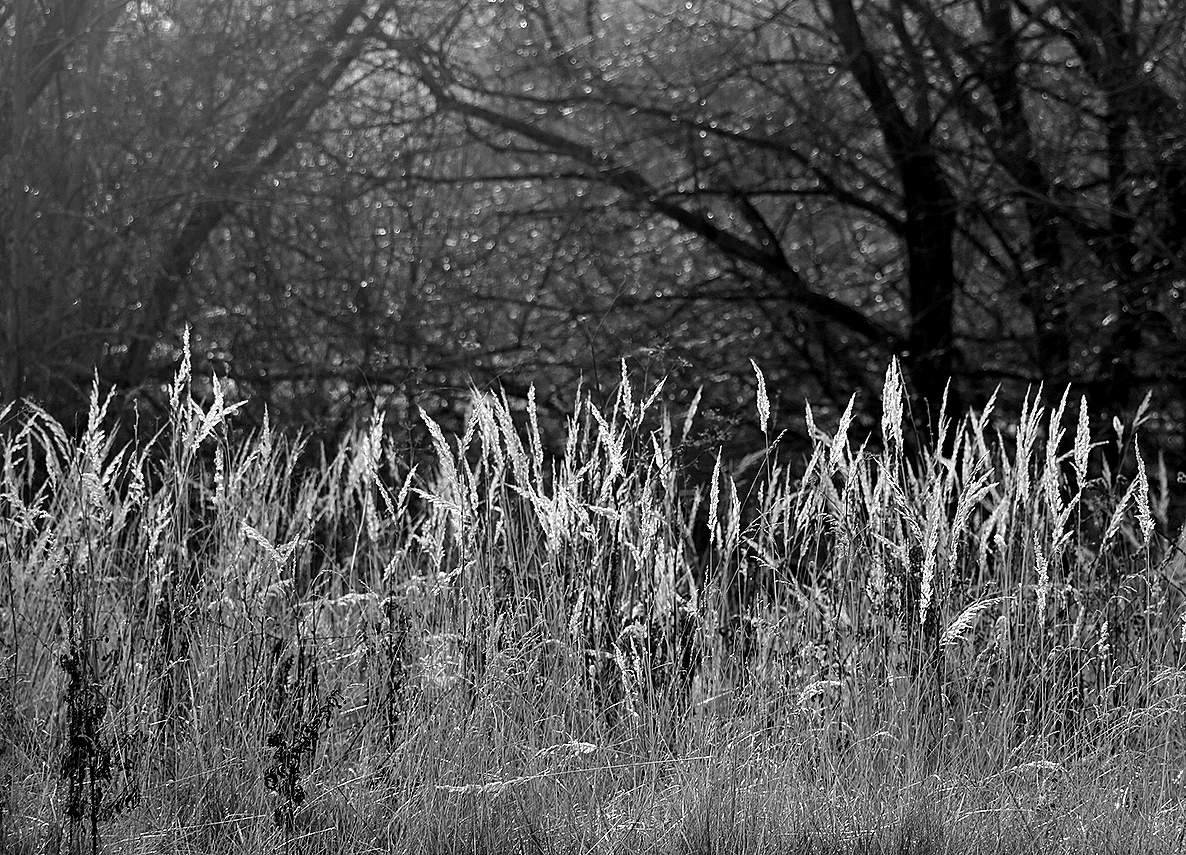 В паутине-тени облетевших ветвей...