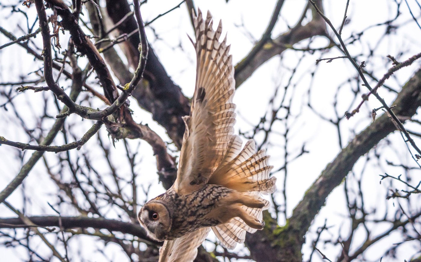Ушастая сова.