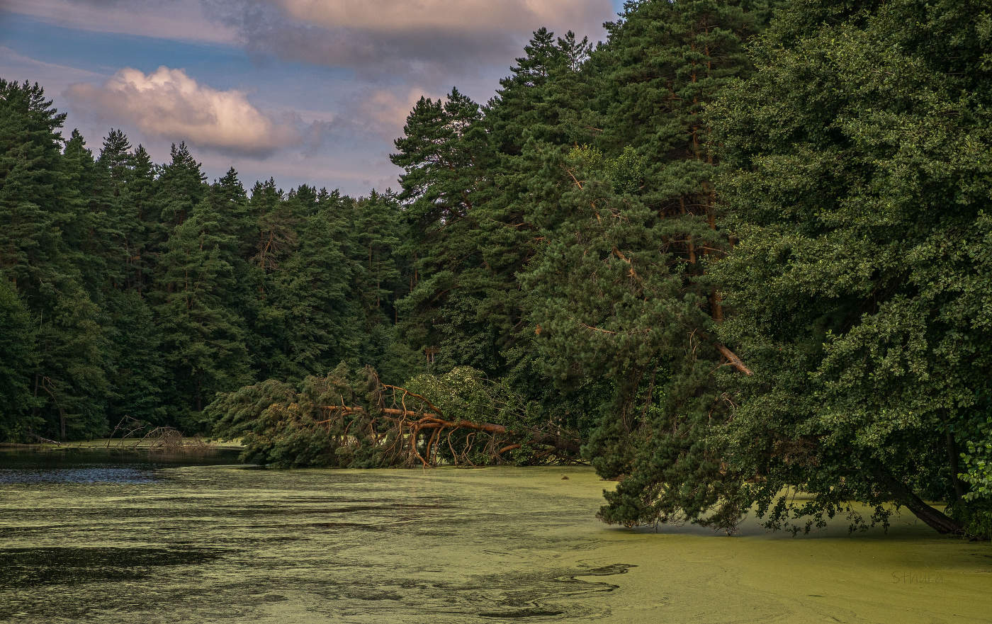 Сосна упала.