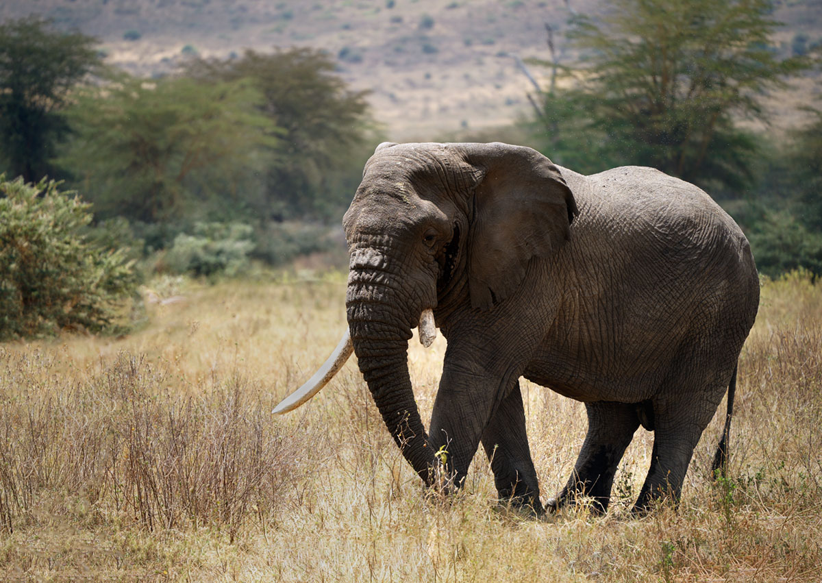 Портрет слона.
