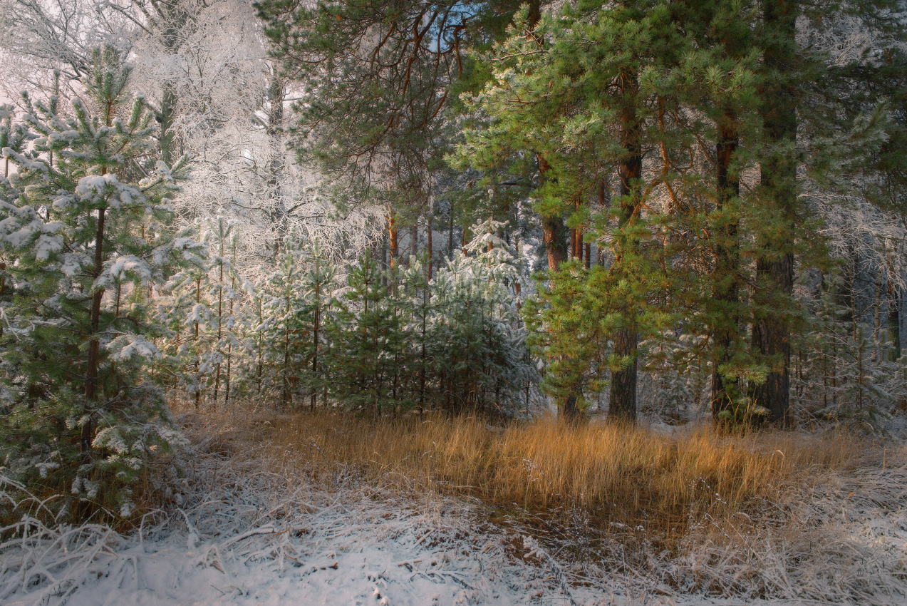 Под прикрытием