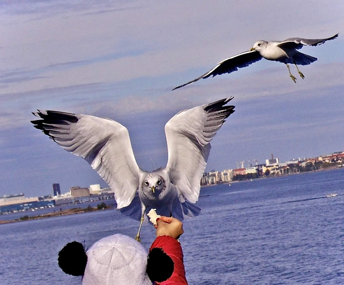 За хлебушком — с небес :)