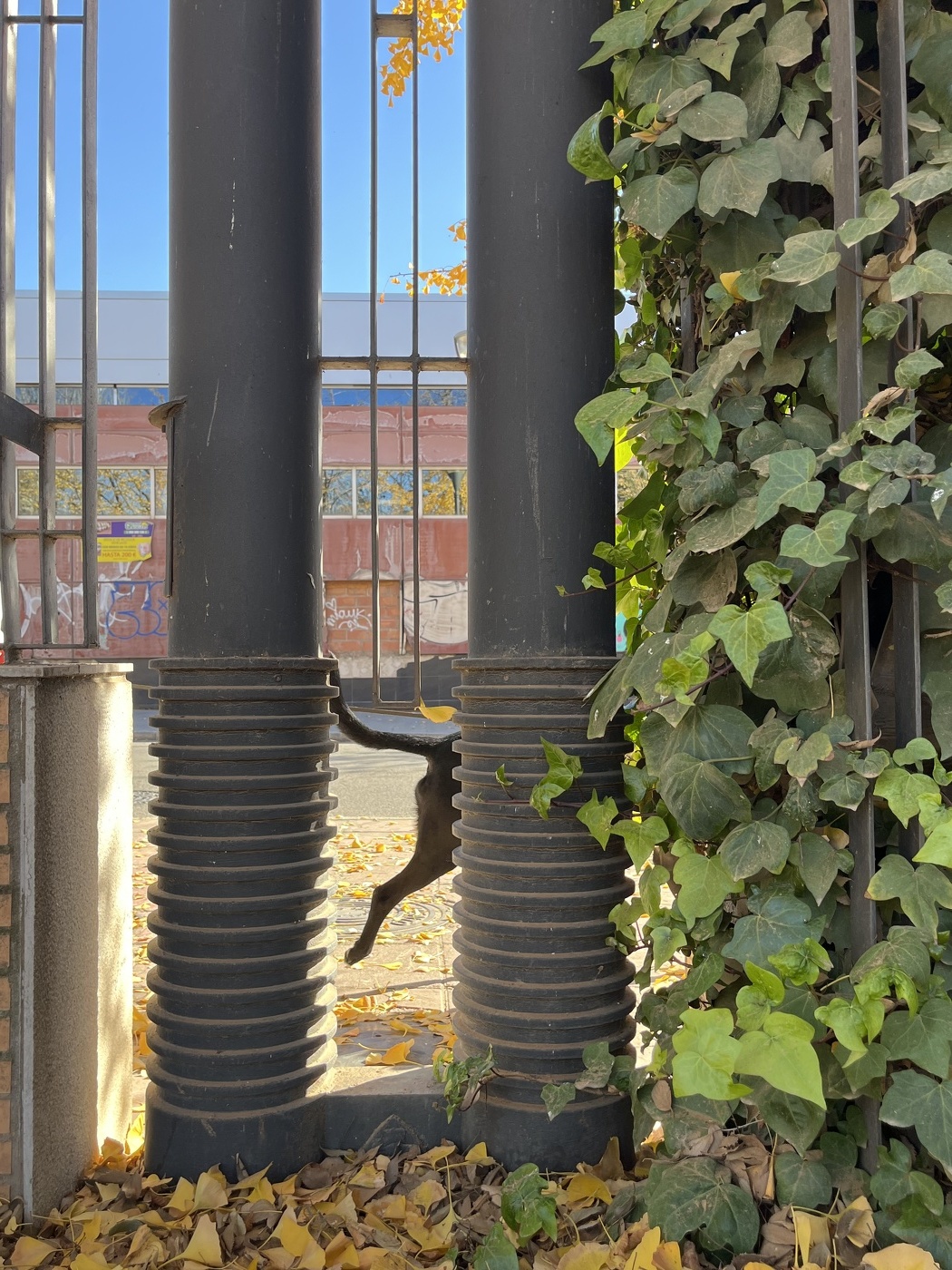 И я добавлю ног в флешмоб