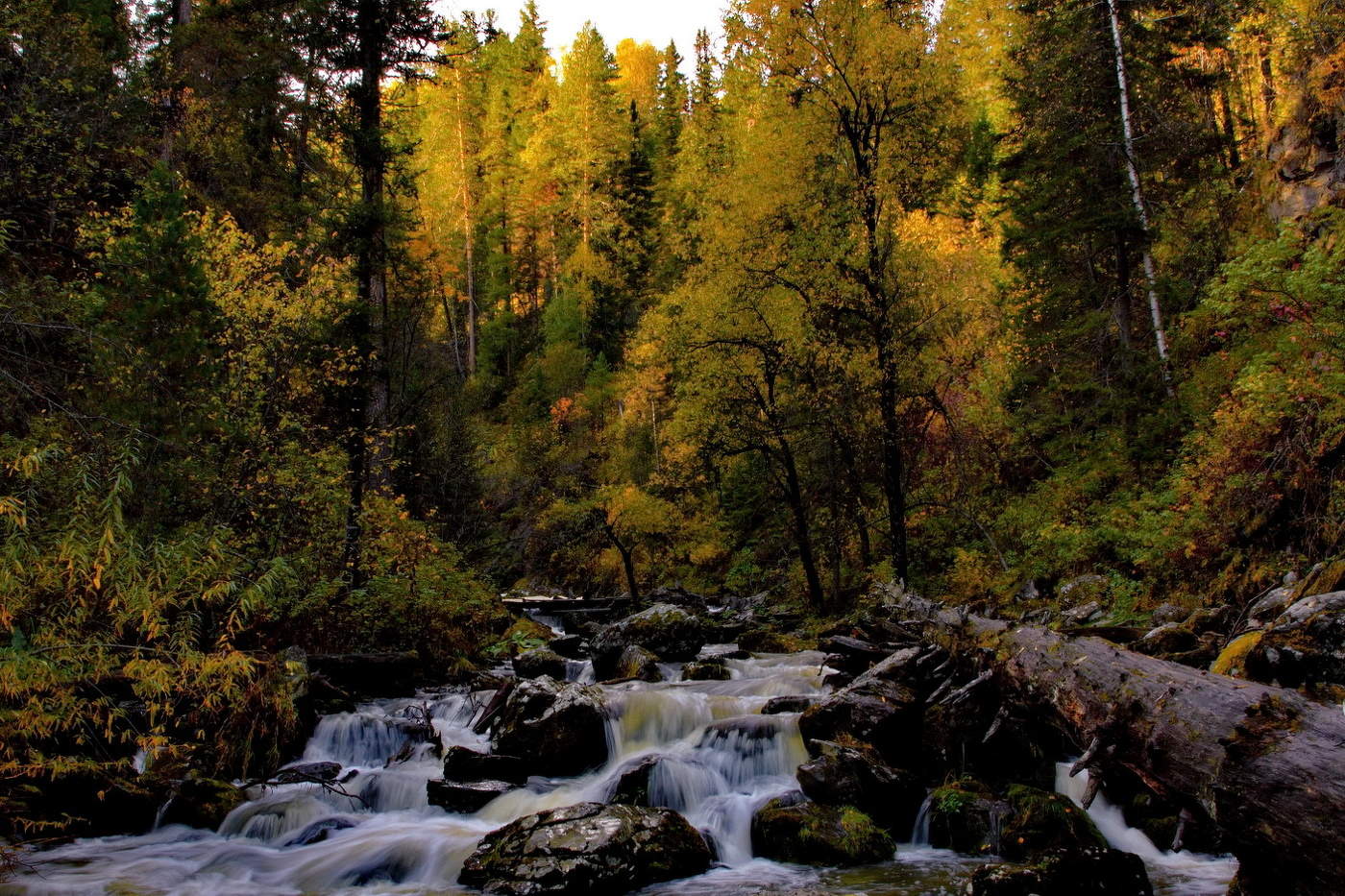 ** Прителецкая тайга.*