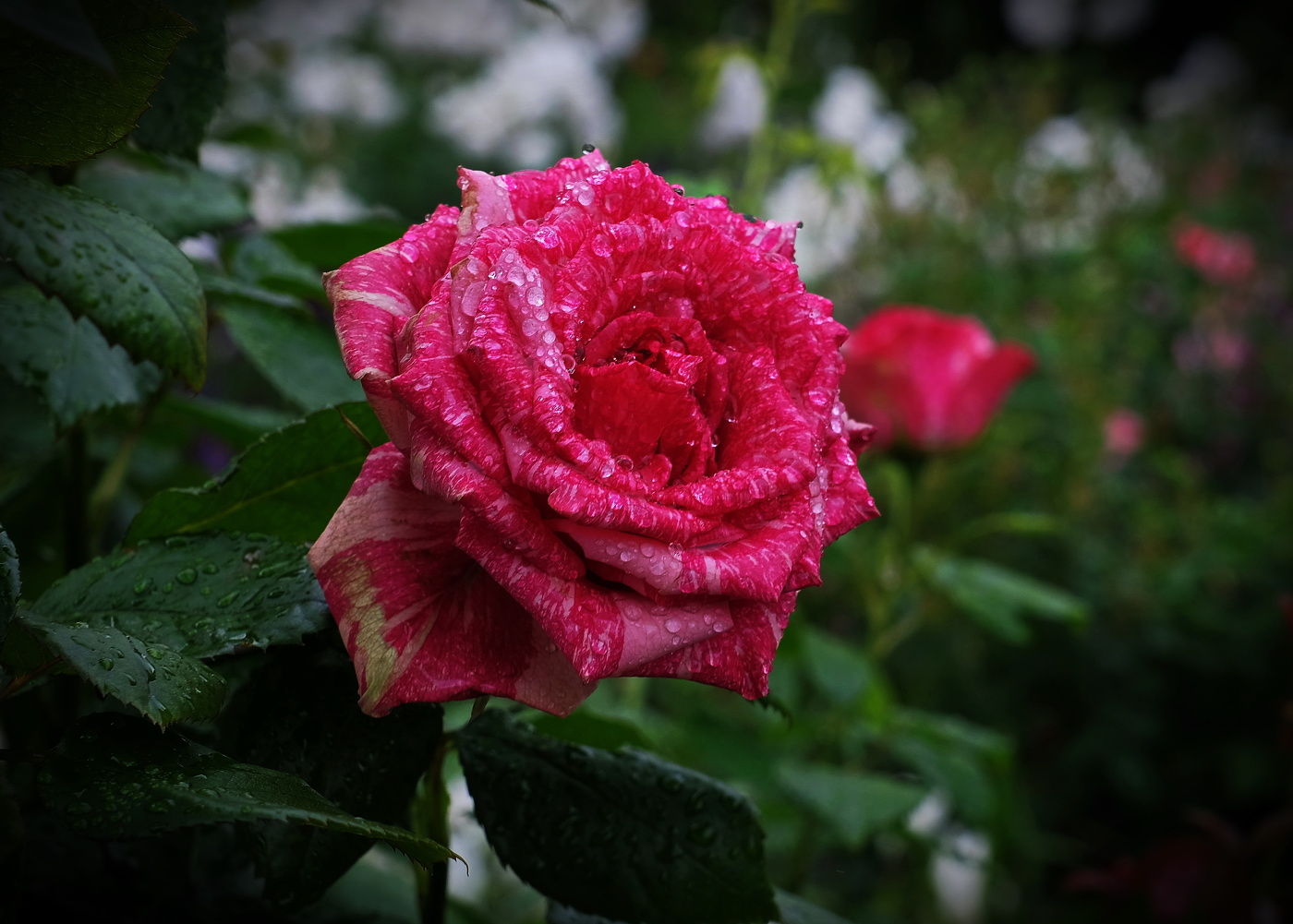 В Монастырском саду.