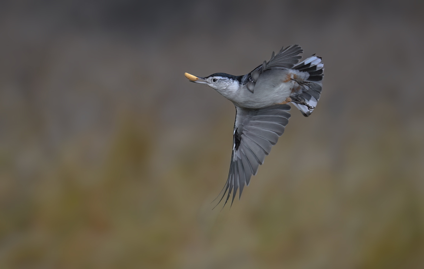 White-breasted Nuthatch