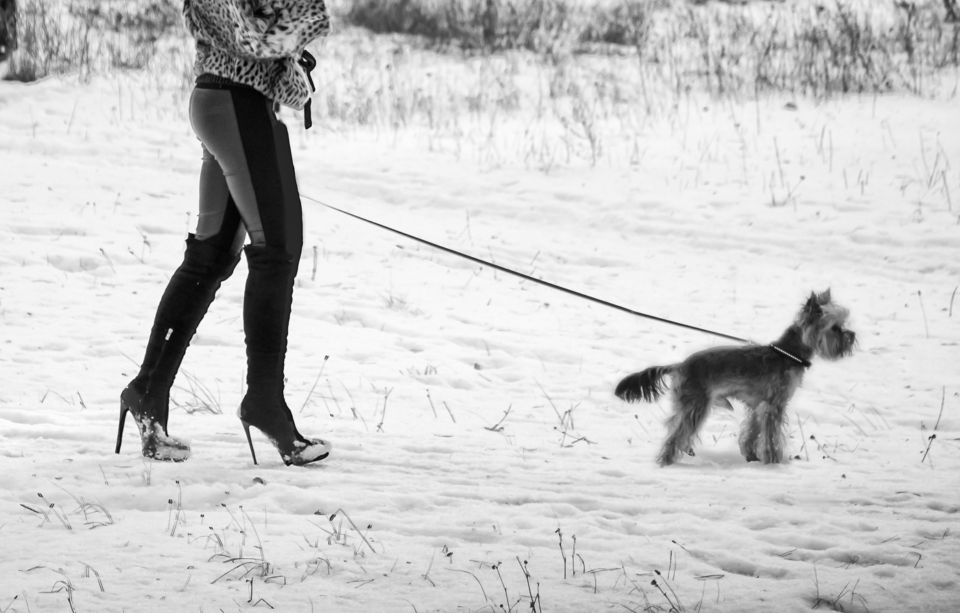 По первому снегу...