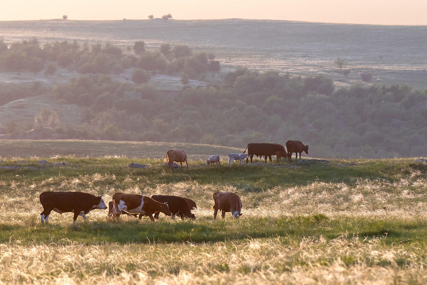 Степные картинки