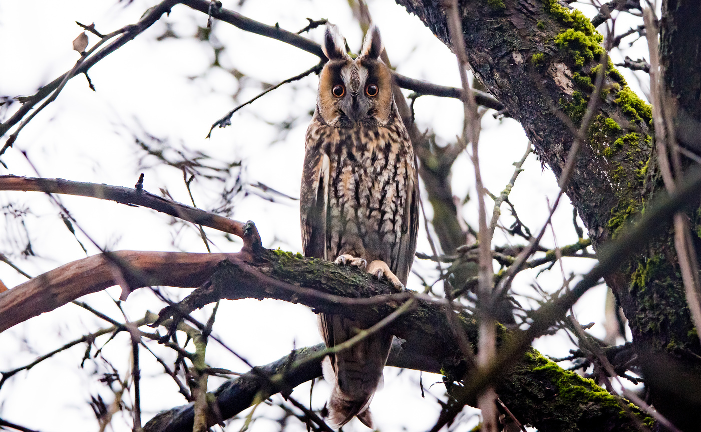 Ушастая сова.
