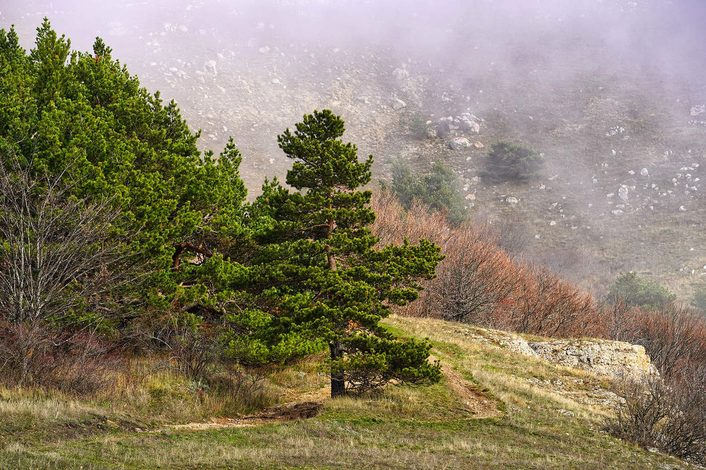 Крымская сосна