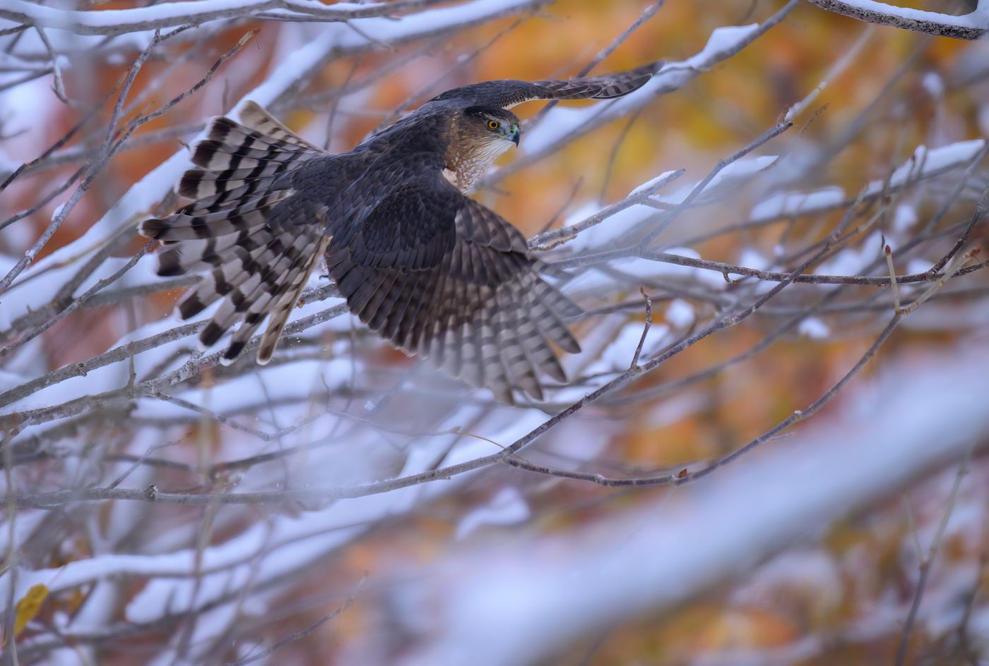 Cooper's Hawk