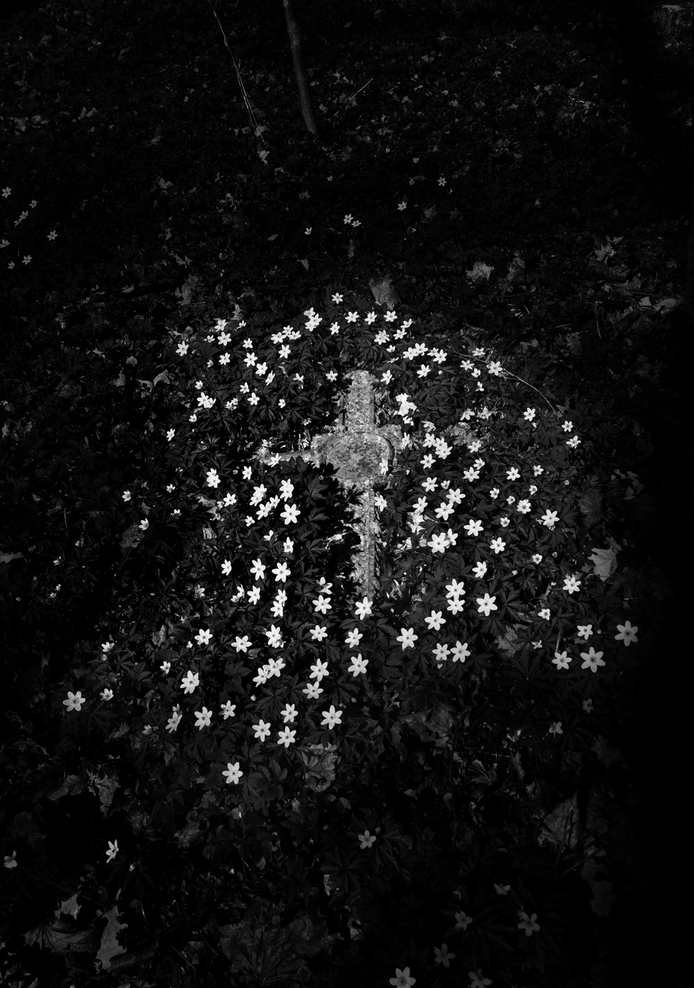 Пора цветения 1