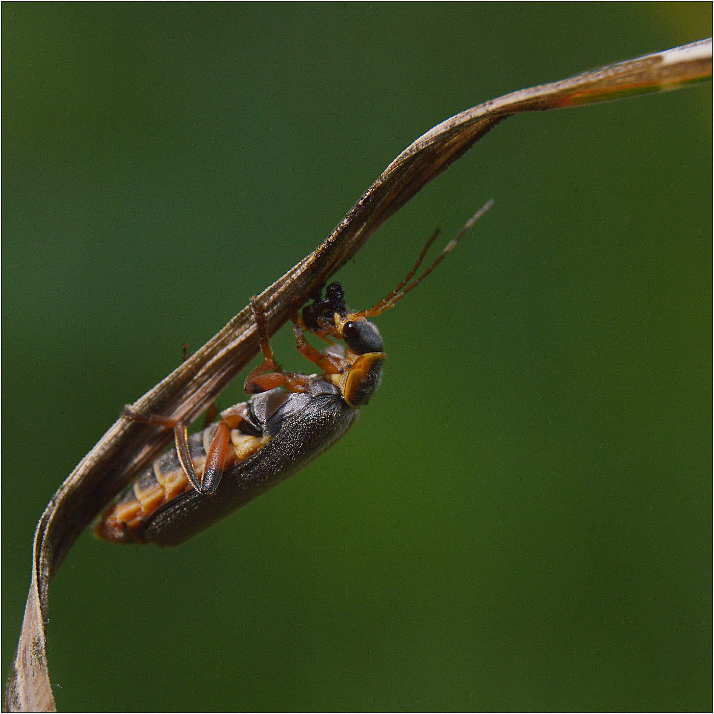 Скромный завтрак.