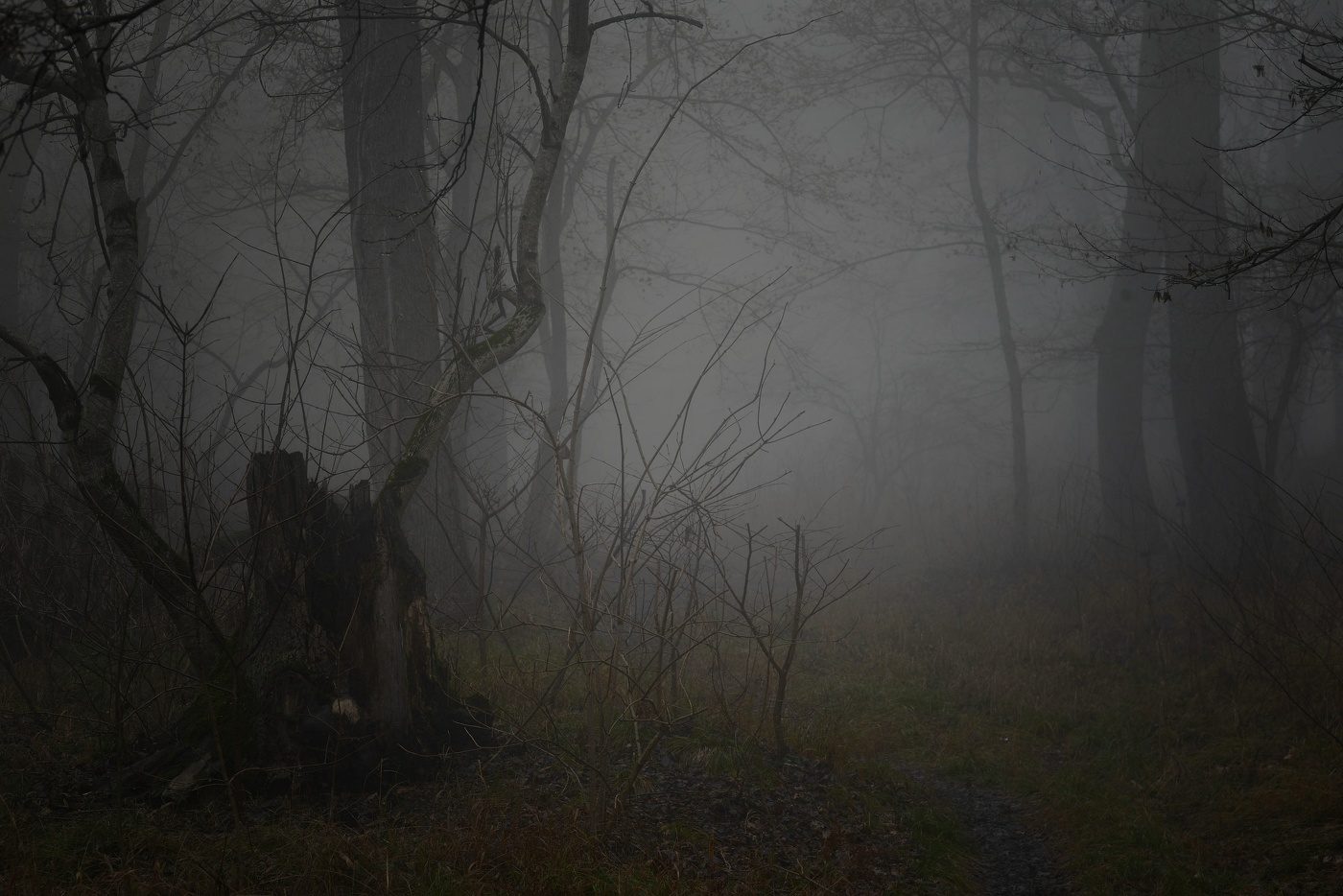 Туманный рассвет