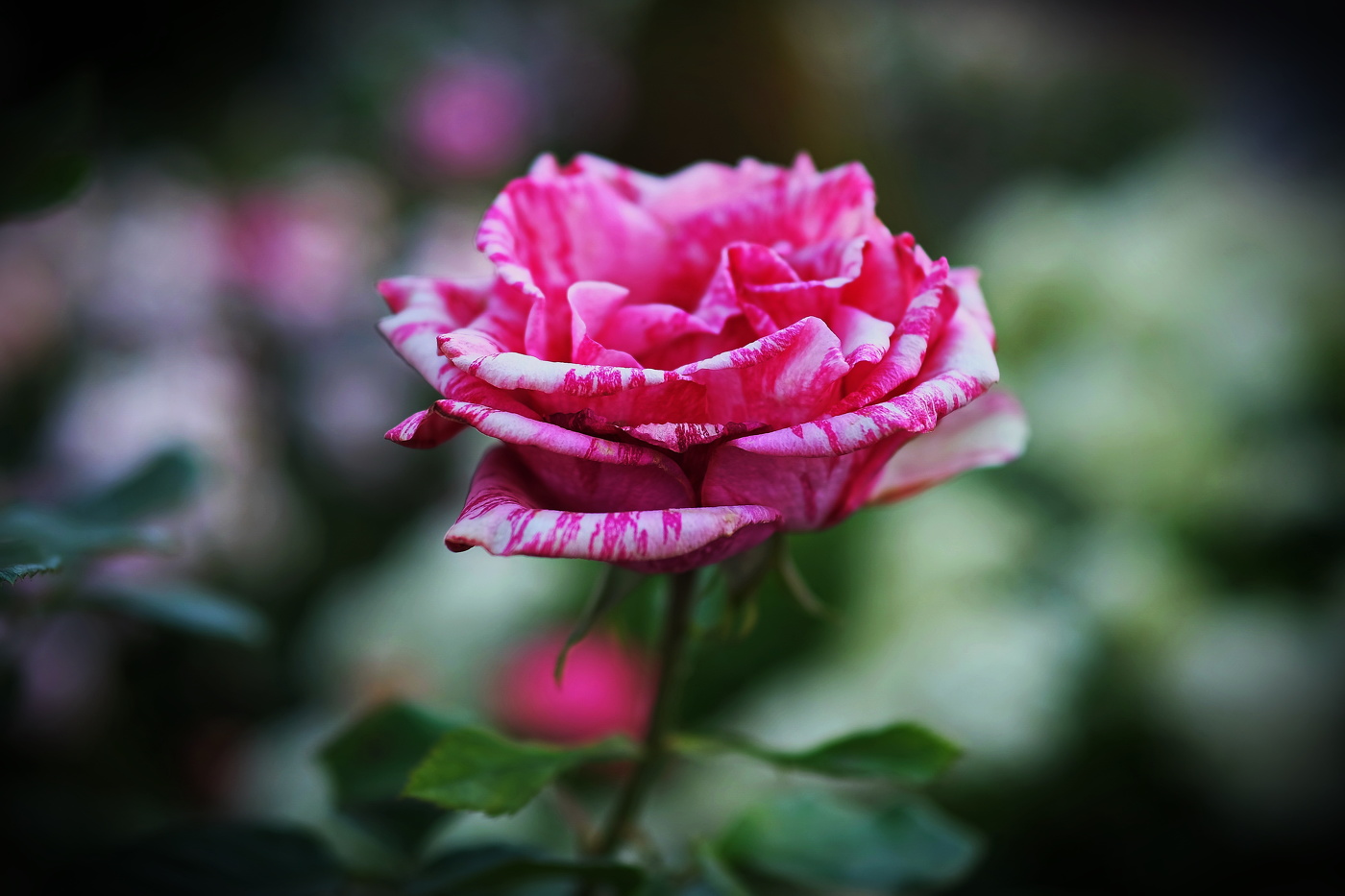 В Монастырском саду.