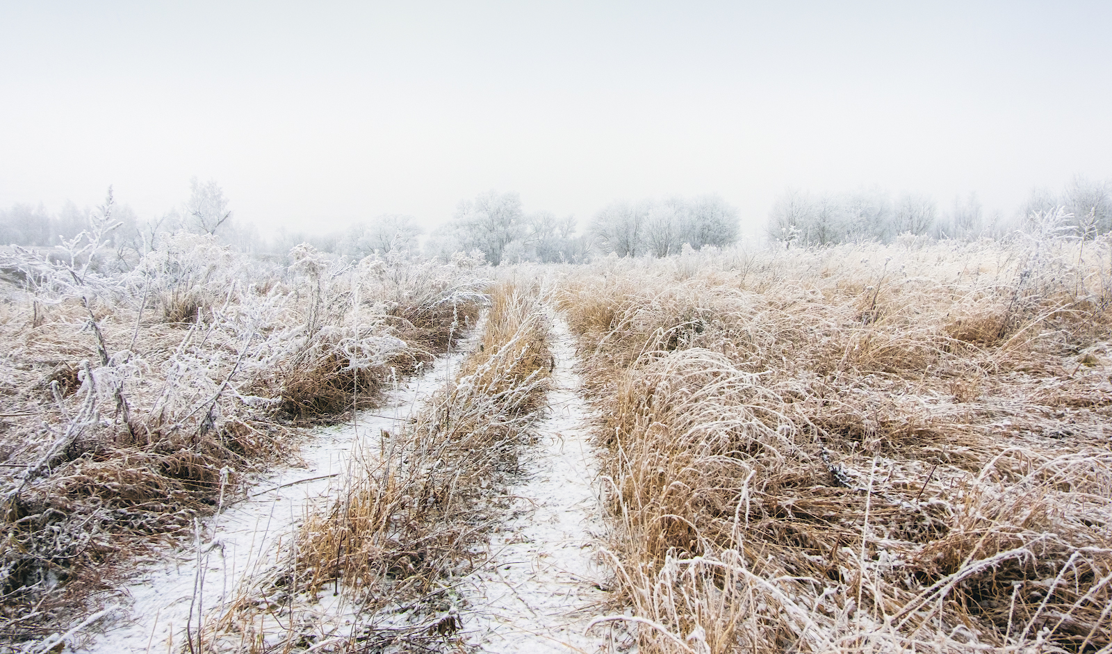 Навстречу метели