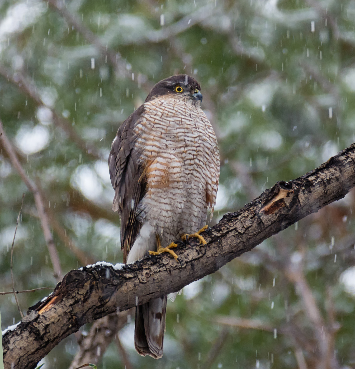 Ястреб перепелятник