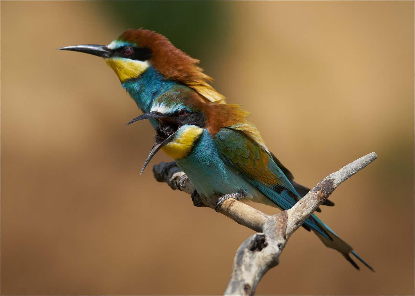 Что мы вчера ели?!