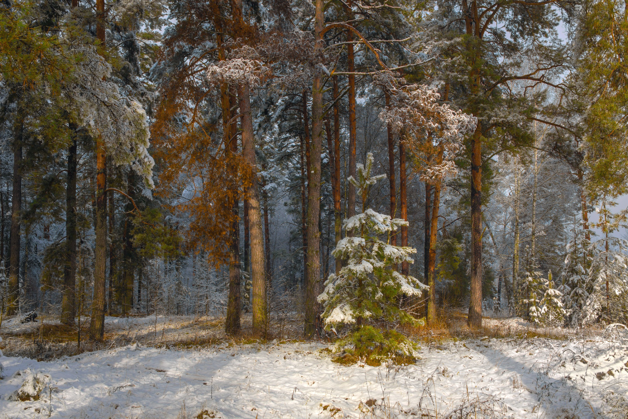 Первый снег. Серково.