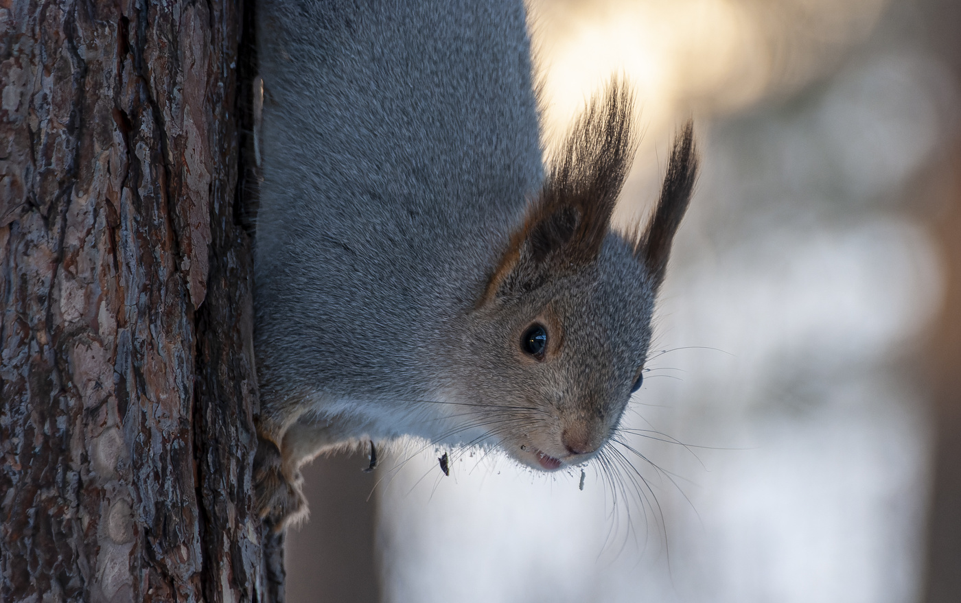 Белка - чудо кареглазое.