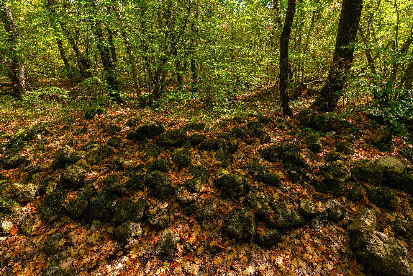 лес пещерного города Эски-Кермен