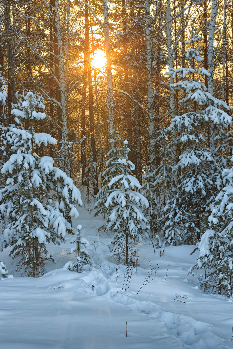 Вечерняя, зимняя тайга