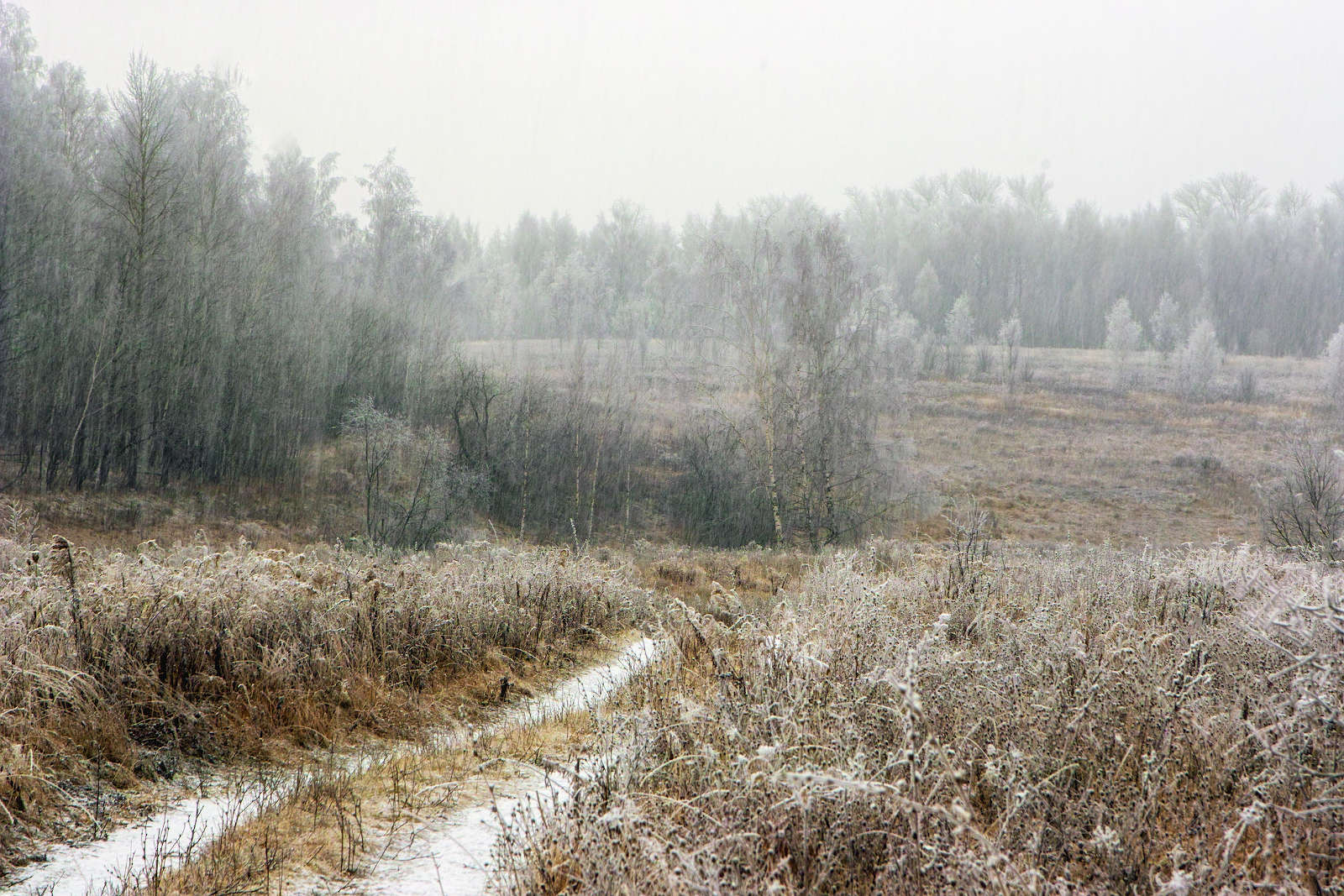 Ноябрьский снег