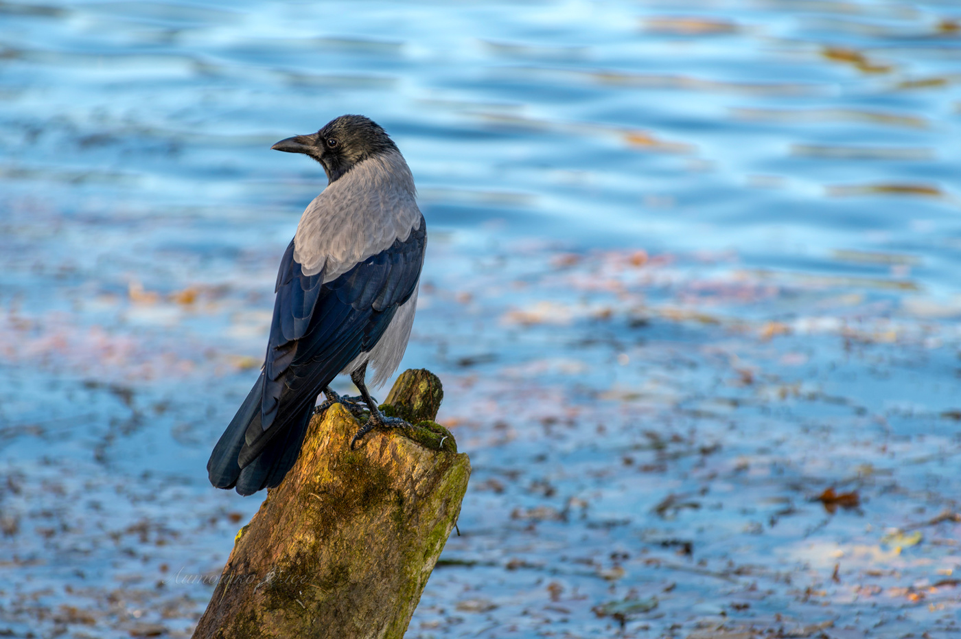 Гатчина. Осень.