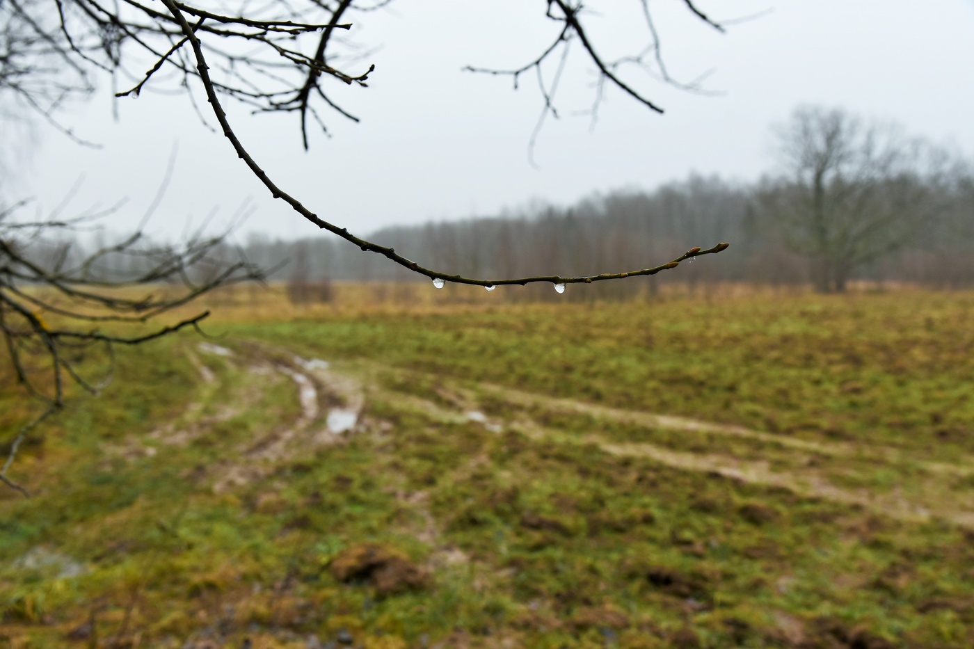 "Декабрь, промозглость дня с утра встречает нас ..."