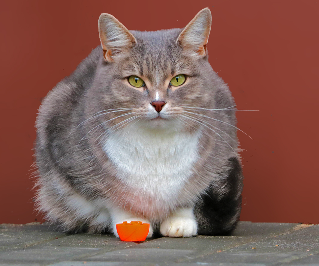 Моя соседка по подъезду