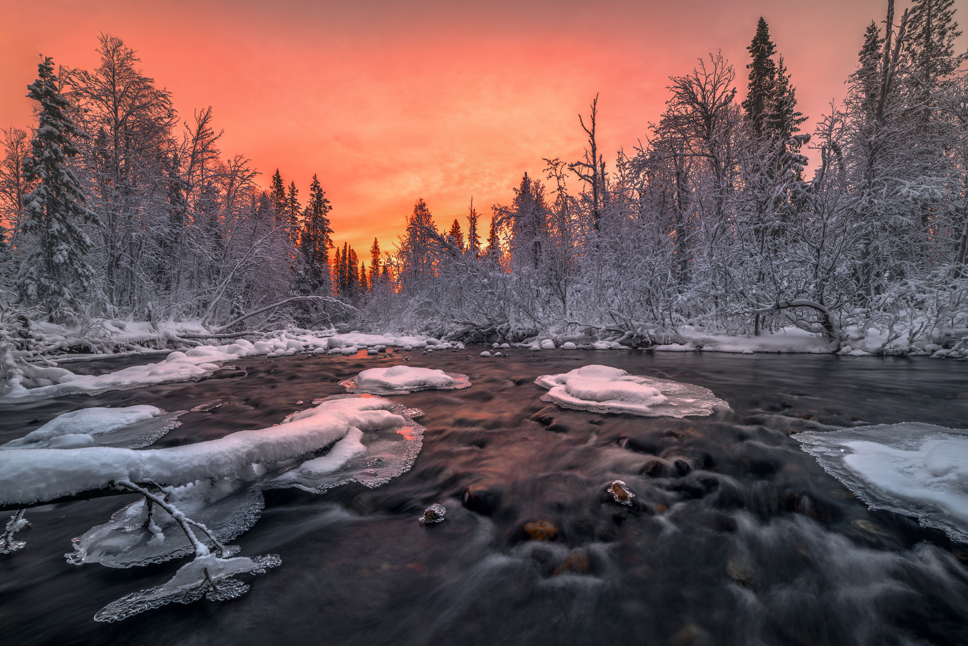 Краснощекая Умболка...