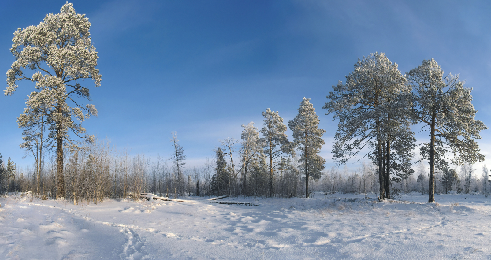 Белою зимою посреди болотца...
