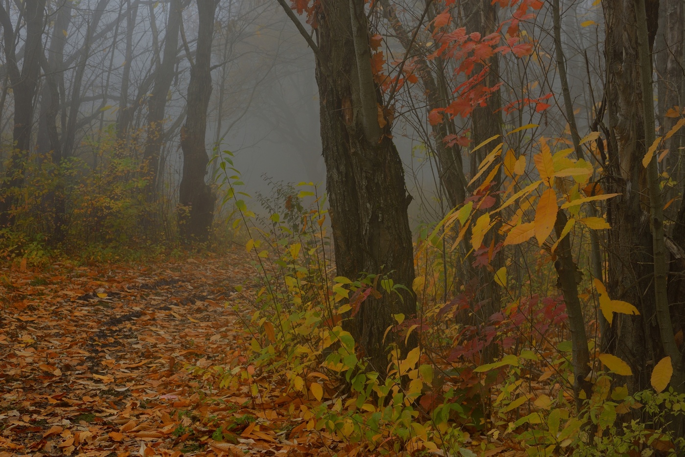 Туманное утро