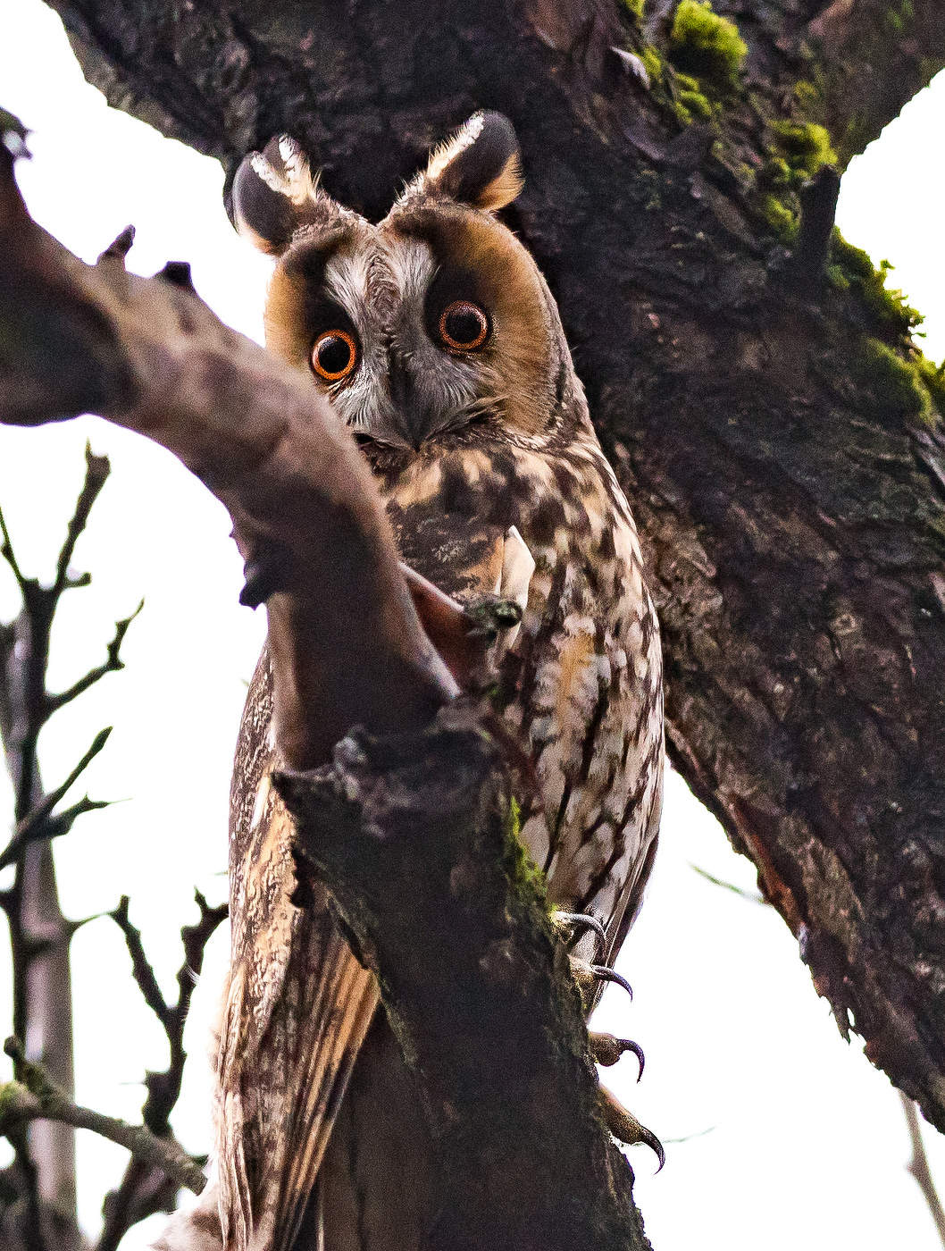 Глаза и когти.