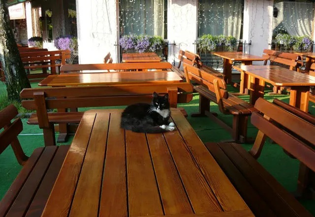 утро в кафе )