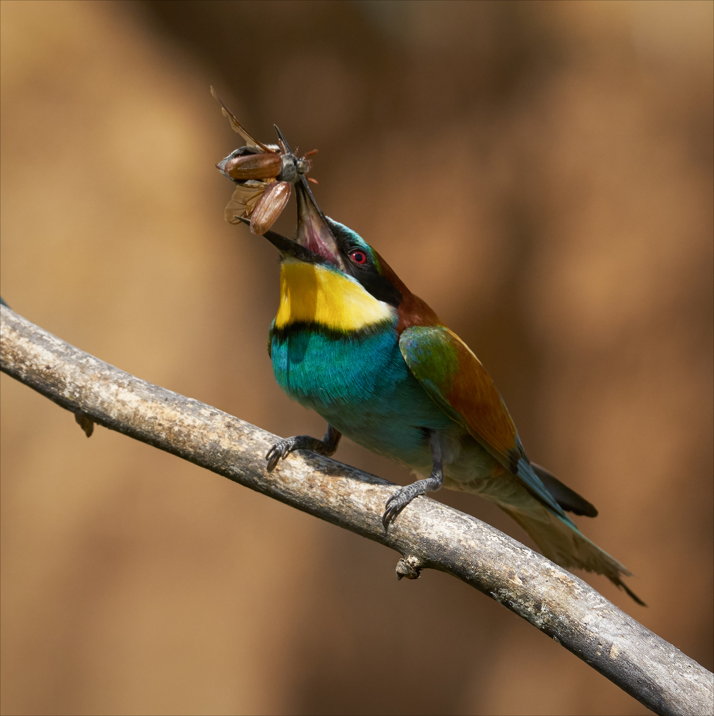 Жук акробат и его ассистент