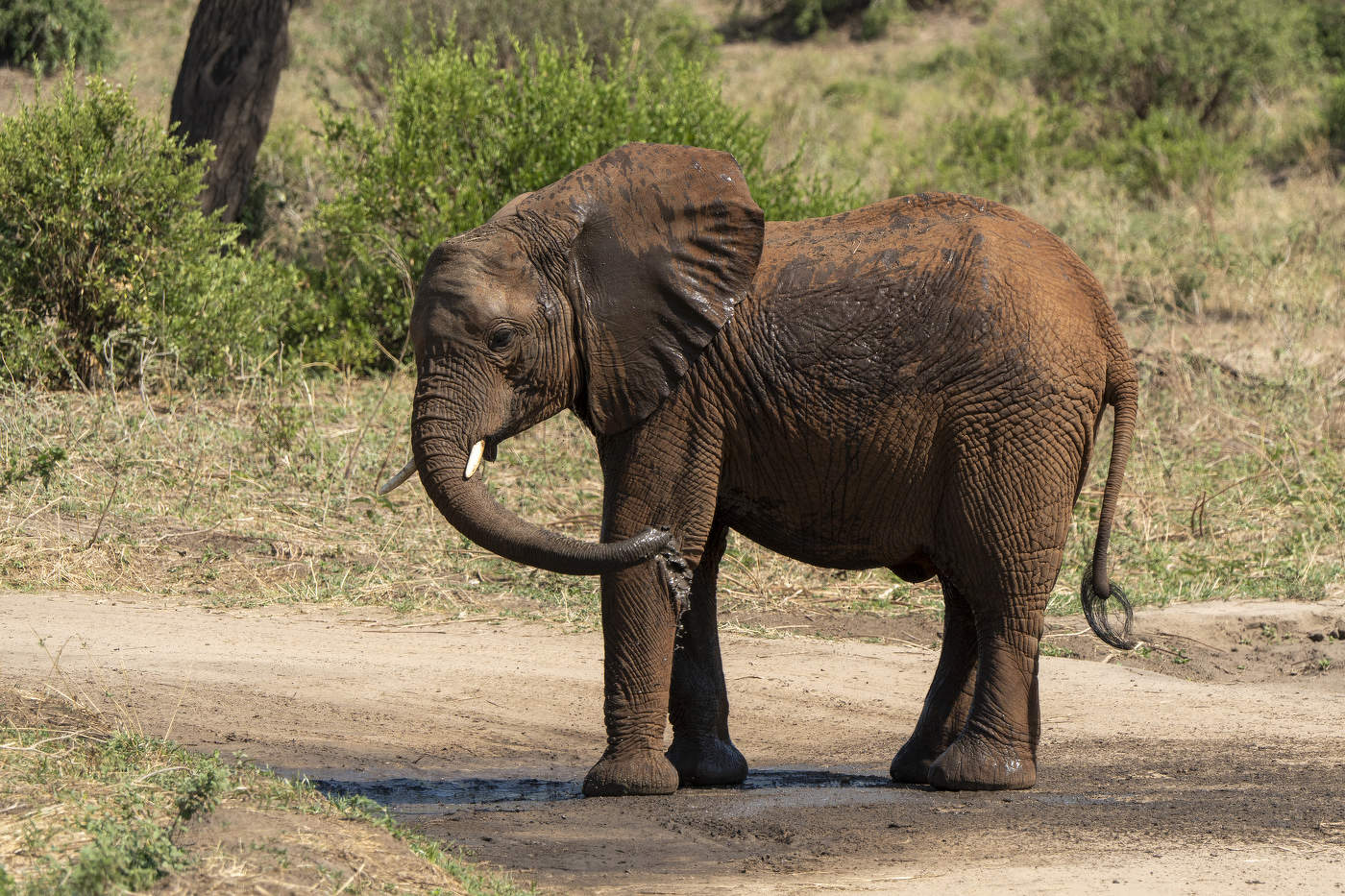 Слонёнок обливается