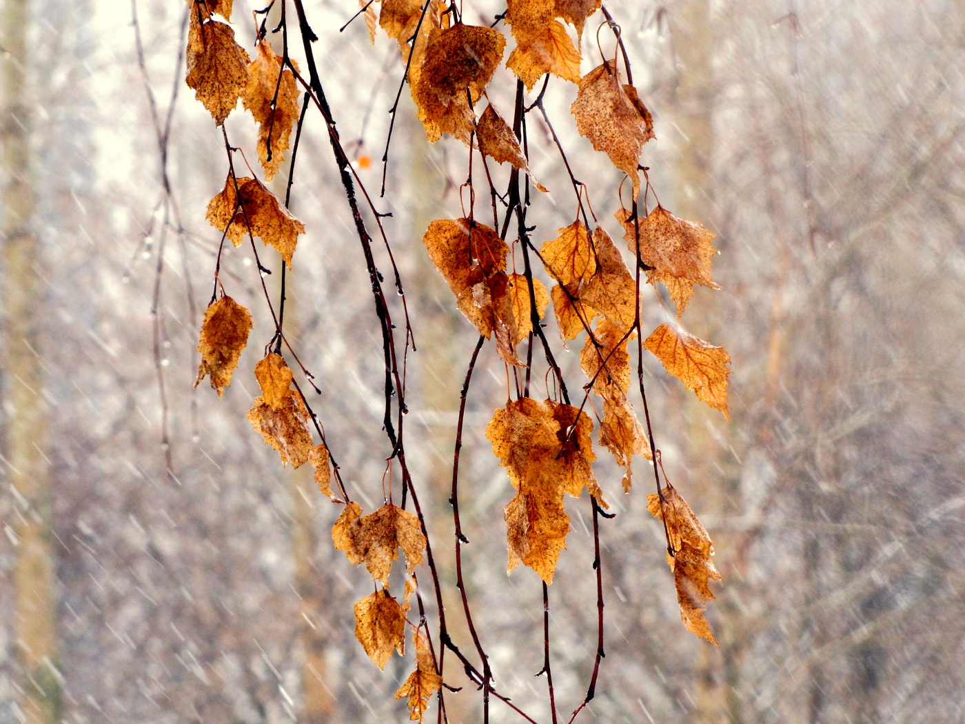 Растения зимой