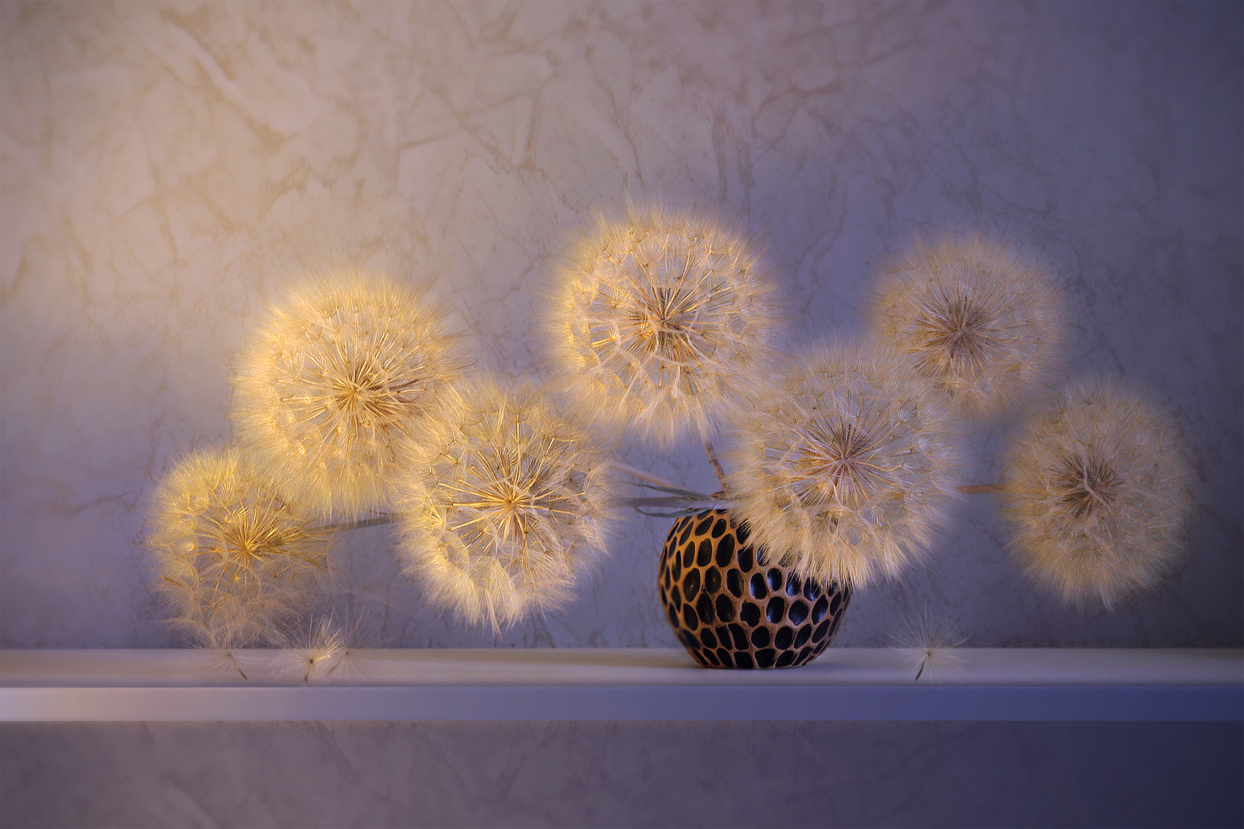 Одуванчики