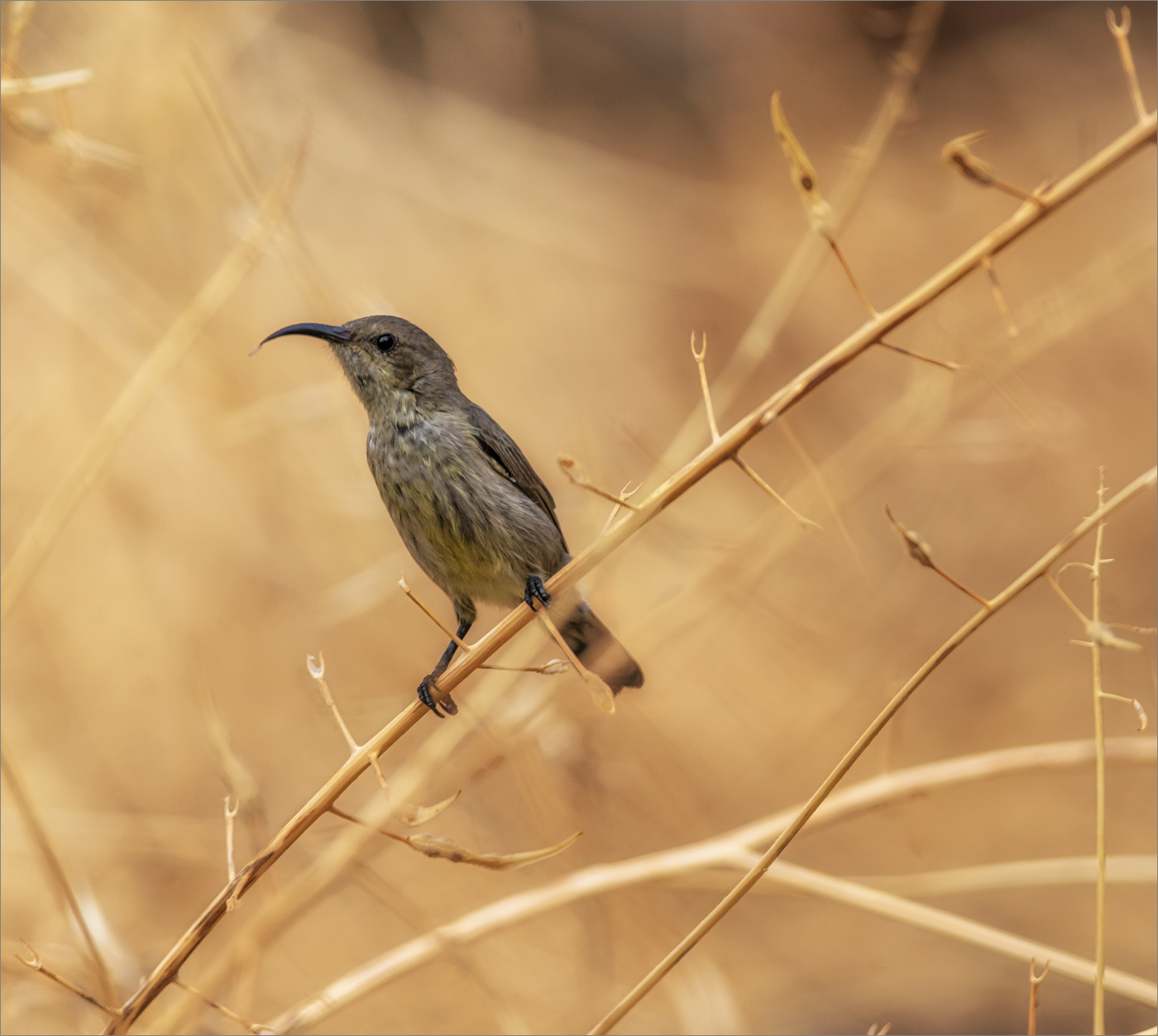 Палестинская нектарница (самочка)